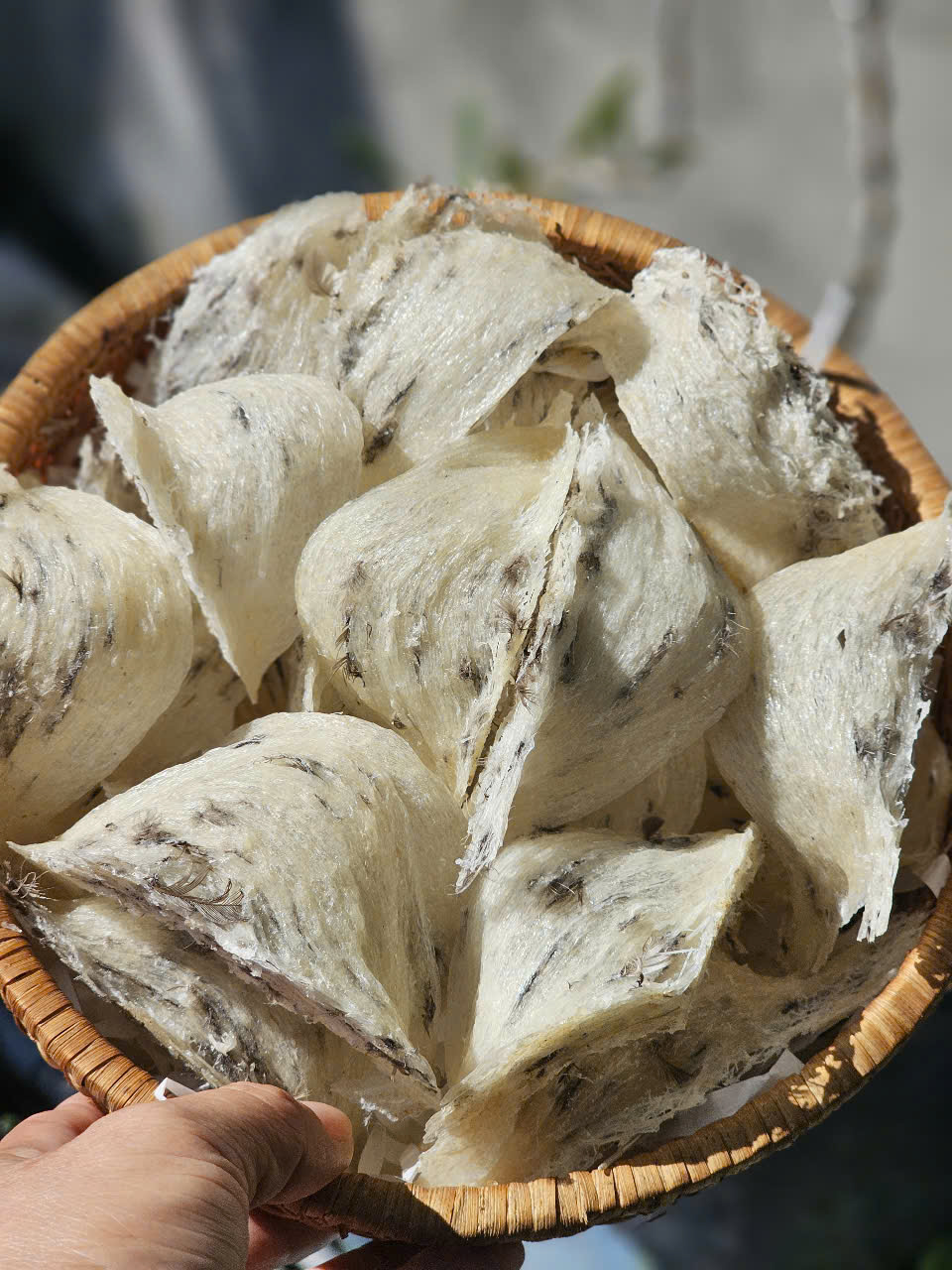 yến chưa làm sạch